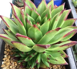 葡萄皮的新用途：不止是吃