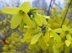 三、 植物特性：迎春花和连翘花的各自特点