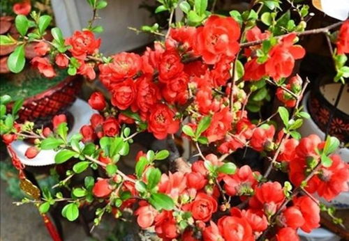 换盆换土，也要讲究时机