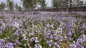 银叶菊、二月兰：耐阴植物，美化校园