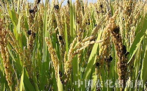 用药时间，关键时期不可错过