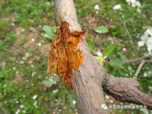 杏核播种， 休眠期的破解之道