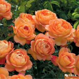 修剪得当， 促进生长