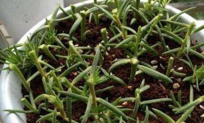 不同地区的种植经验