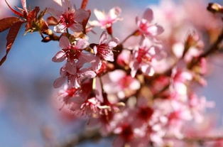 银花盛开，这花里藏着什么秘密
