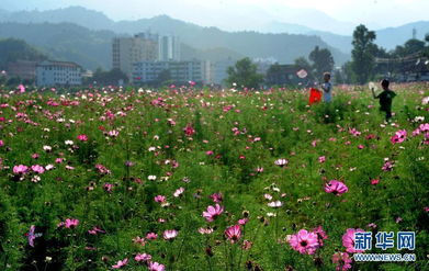 格桑花盛夏绽放