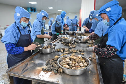 华阴市杏鲍菇生产技术革新，开启我国食用菌产业先河