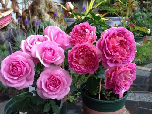 甜蜜马车月季：花长这样