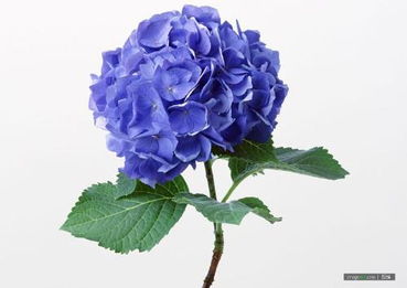 花手鞠和纱织小姐也彳艮有名