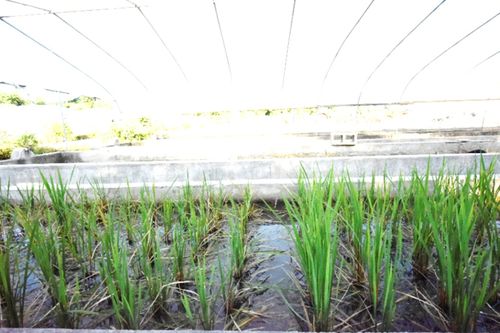 柳蒿种植在弱碱性土壤中需要注意哪些培育技巧