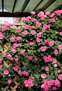 黄金庆典：金光闪闪的爬藤蔷薇