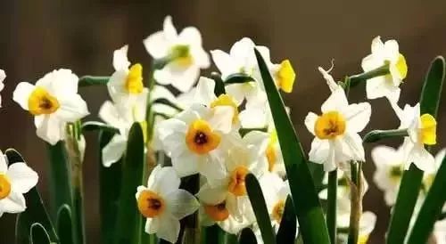 浙江花友案例：复花时间缩短， 效果显著