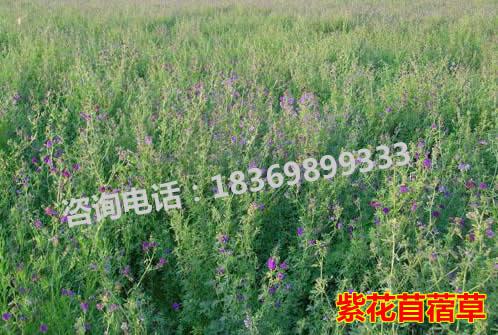 苜蓿黑麦草：耐寒的勇士