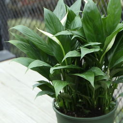 白掌与秋海棠——室内外的美好选择