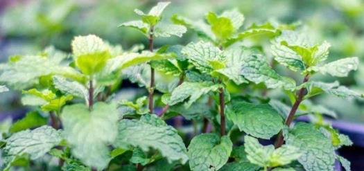 薄荷、 荆芥、牛膝，三大金刚适应淤地