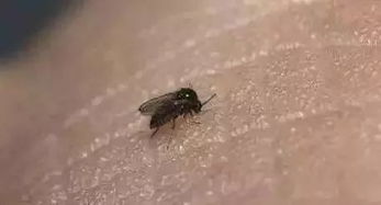 小飞虫卵的烦恼