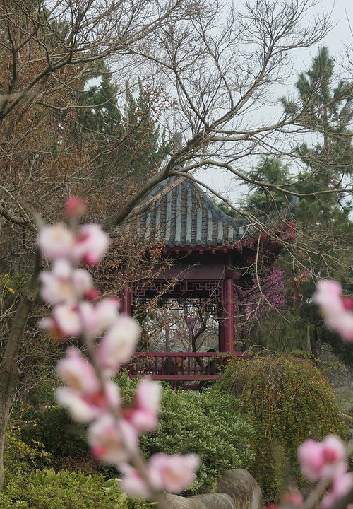 庭院梅花种植，位置选择大揭秘！