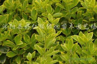 黄杨的栽培技术