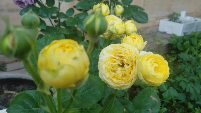 凯特琳娜的缺点