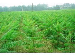 南京常见苗木，简单介绍如下