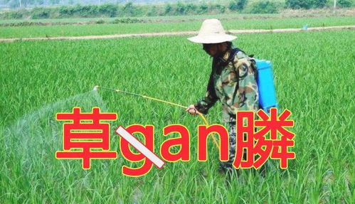 草铵膦与草甘膦的配比