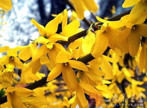 连翘的强大“生命力”