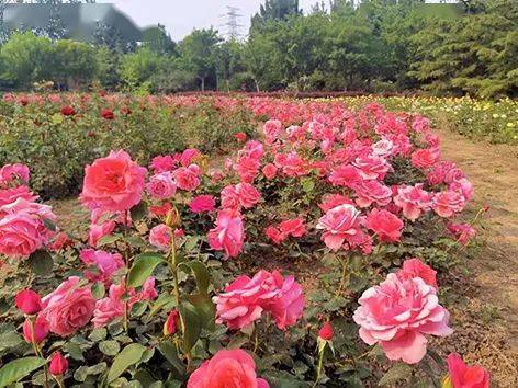 月季花开， 春意盎然