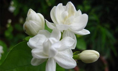 茉莉花的喜好，你了解吗？