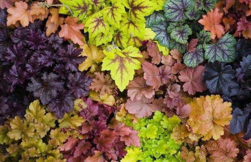 配色法则大揭秘