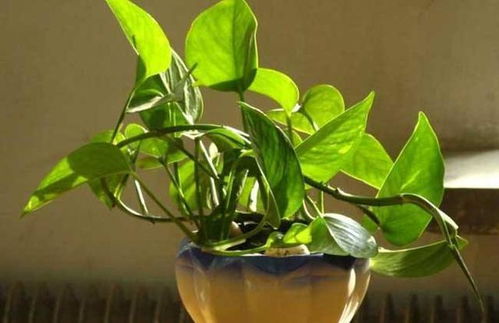 绿萝：家里的“绿色净化器”