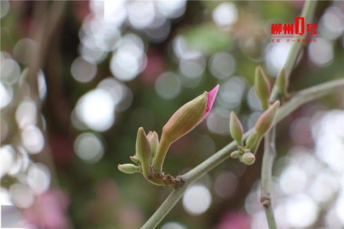 枙子花蕾为何提前凋落？