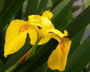 黄菖蒲花：美丽背后的“毒”与“周期”