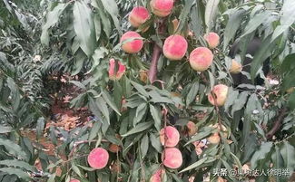 华中农业大学：专业解决方案