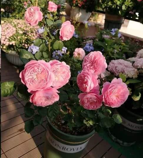 月季生长缓慢，开花稀少，是土壤营养不足还是浇水不当？