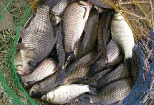 鲈鱼突眼症解析及渔业防治措施