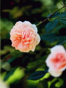 品种多的数不过来