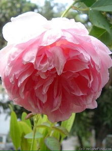 费尔柴尔德先生的月季：一场美丽的邂逅