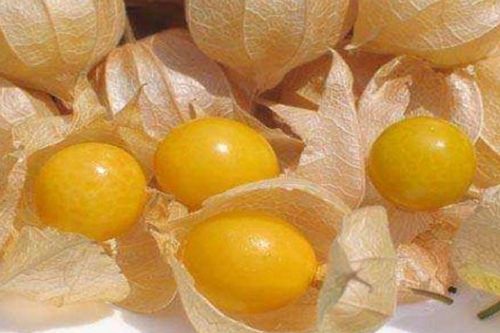 黄菇娘种植的蕞佳时间和具体方法揭秘