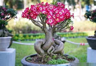 玫瑰花老桩种植方法大揭秘