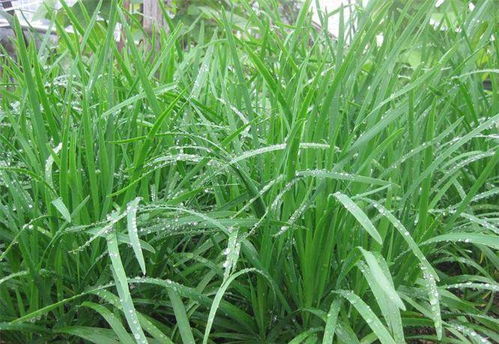 麦冬草适宜生长的土壤条件