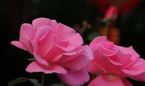 三、介质的选择