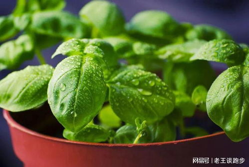 罗勒家族大揭秘：甜罗勒与香罗勒的区别