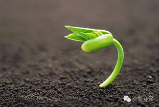 病害一：霜霉病