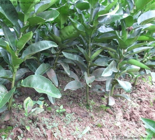 北方地区适合种植柚子吗？有哪些具体的种植技术要点