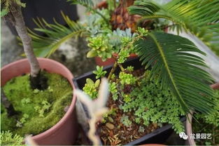 白蜡树育苗方法介绍