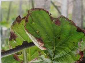 桉树褐斑病的防治之道