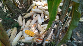 皂角树，浑身是宝