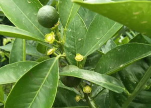 赤霉素的使用注意事项