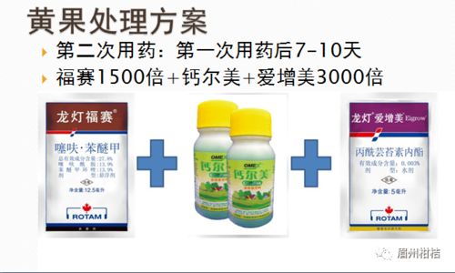 霜霉病的烦恼