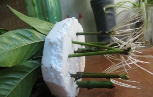 啥时候扦插蕞合适？